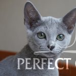 GR.I.Ch (WCF) Fuji Perfect Cat Kaptown