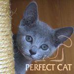 Egoriya Perfect Cat