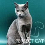 Akim Venustas Atis of Perfect Cat