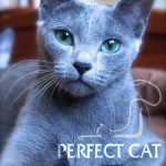 Vanilla Perfect Cat Kaptown
