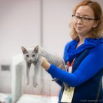 Международная выставка кошек "Кэт - Салон - Январь"