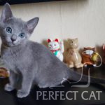 Perfect Cat Dvina Pinega
