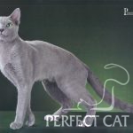 Фотокаталог породы кошек "Кошки Info"