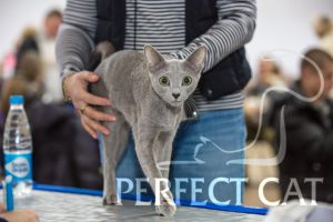 18-19 февраля 2017, Минск. Выставка кошек. FIFe.