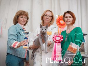 20-21 мая 2017 г. Выставка кошек в г. Кострома. WCF
