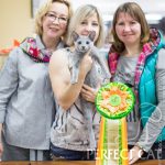 16-17 сентября 2017. Выставка кошек в Москве "Forrest". FIFe